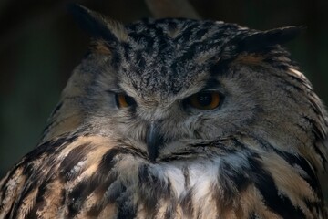 The Eurasian Eagle-Owl (Bubo bubo).