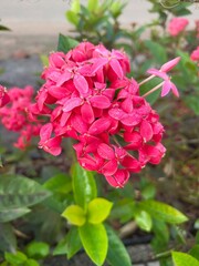 pink roses in garden