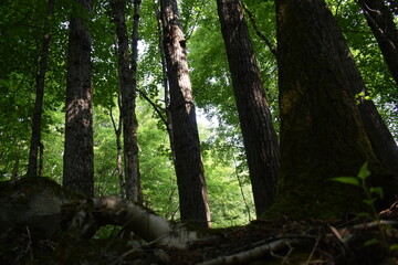 A deciduous forest in summer, Sainte-Apolline, Québec, Canada