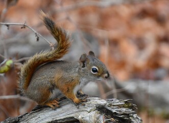 A red squirrel in the fall, Sainte-Apolline, Québec, Canada