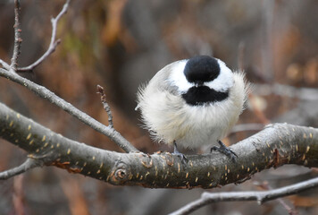 A chickadee in the fall, Sainte-Apolline, Québec, Canada