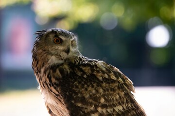 The Eurasian Eagle-Owl (Bubo bubo).