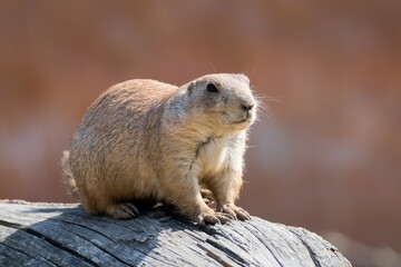 prairie dog on the ground