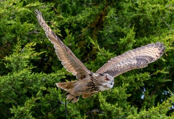 The Eurasian Eagle-Owl (Bubo bubo).