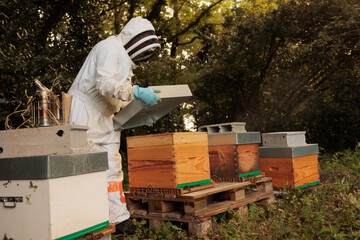 Imker mit Bienen am Bienenstock