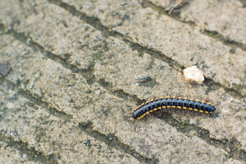 Paradoxosomatidae millipede is black with yellow spots.