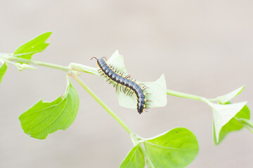 Paradoxosomatidae millipede is black with yellow spots.