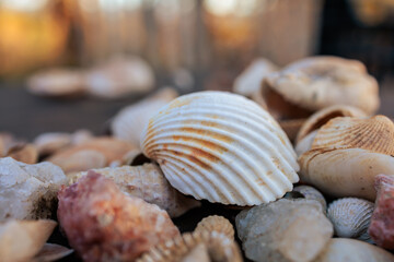 Collected Seashells on a Table