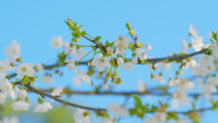 Blooming Cherry Tree In Spring. Flowering Wild Cherry. Branch Of Sweet Cherry. Close up.
