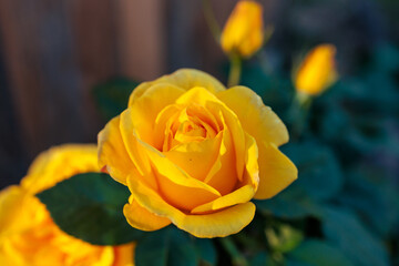 Yellow Rose in Full Bloom