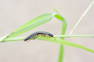 Paradoxosomatidae millipede is black with yellow spots.