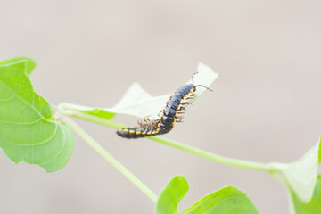 Paradoxosomatidae millipede is black with yellow spots.