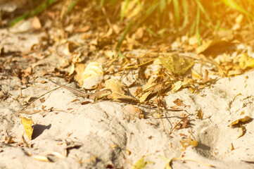 A small lizard basking in the sun on sandy ground, surrounded by dry leaves and grass. Perfect for nature and wildlife themes