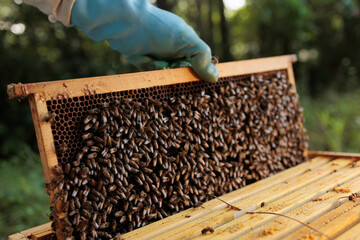 Bienen am Bienenstock