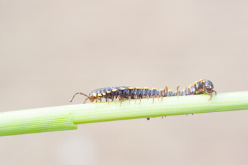 Paradoxosomatidae millipede is black with yellow spots.