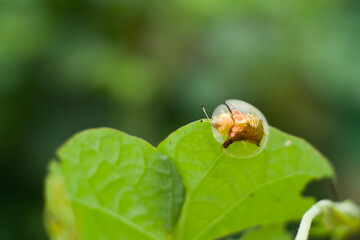 Golden ladybug or golden tortoise beetle