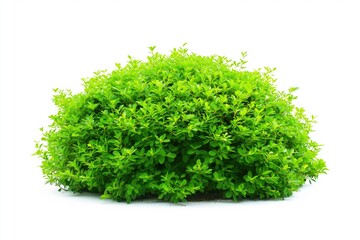 Fototapeta premium A bush with green leaves is on a white background. The bush is small and has a lot of leaves
