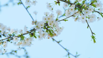 Fototapeta premium Cherry Flowers On A Tree Branch In Full Bloom. Natural Beauty Background. Close up.
