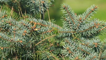 Silver Blue Spruce. Blue Spruce Or Picea Pungens Branch With Blue-Green Coloured Needles. Pan.