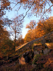 Der Ringwall Otzenhausen im Herbst im Nationalpark Hunsrück-Hochwald. Aussicht von den...