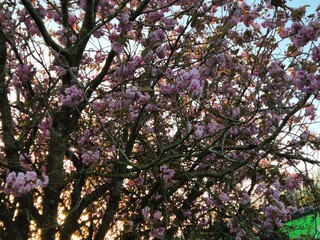 Flowering Tree under Blue Sky