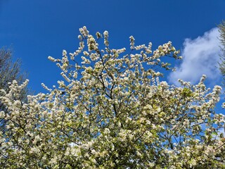 Blooming Flower Against Azure Sky with Clouds and Trees