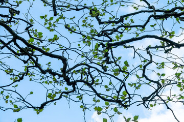 Twisted tree branches with leaves in spring on blue sky background