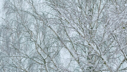 Abstract Black And White Of Snow Covered Tangle Of Branches. Snow On Branches Of Leafy Tree.