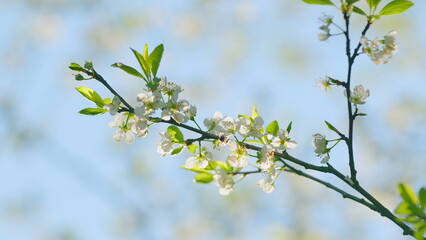 Bird Cherry Early Spring. Wild Cherry Blossom Prunus Avium With Pentamerous White Petals. Close up.