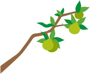 Pomelo branches decoration