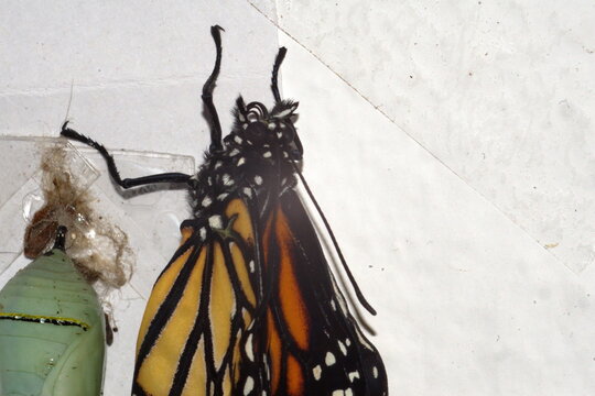 Monarch butterfly (Danaus plexippus) that has just emerged from a chrysalis in Cotacachi, Ecuador