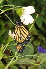 Monarch butterfly (Danaus plexippus) on a white cosmo flower in Cotacachi, Ecuador
