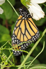 Monarch butterfly (Danaus plexippus) on a white cosmo flower in Cotacachi, Ecuador