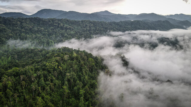 The aerial view of the Sinharaja Reserve in Sri Lanka