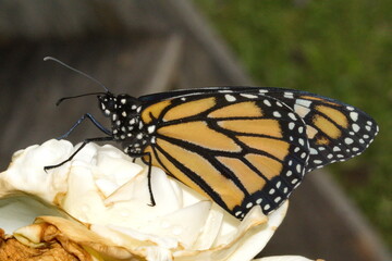 Monarch butterfly (Danaus plexippus) on a rock in Cotacachi, Ecuador