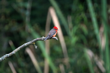 Male vermilion flycatcher (Pyrocephalus rubinus) perched on a branch in Cotacachi, Ecuador