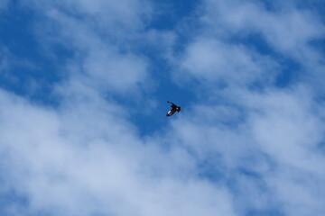 Black vulture (Coragyps atratus) in flight in Cotacachi, Ecuador