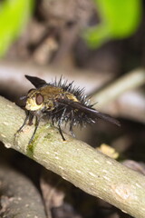 Tachinid fly on a branch in a field in Cotacachi, Ecuador
