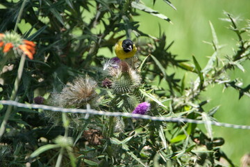 Hooded siskin (Spinus magellanicus) on a scotch thistle flower behind barbed wire in Cotacachi, Ecuador