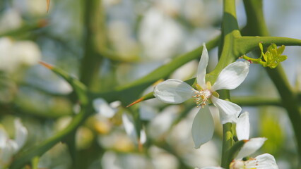 Poncirus Trifoliata. White Flowers Orange. Japanese Bitter Orange. Pan.