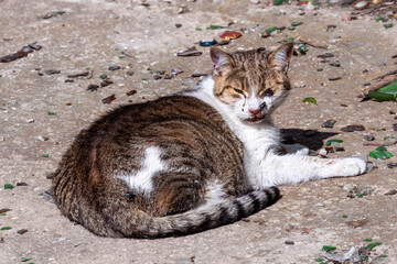 Beautiful young cat is in terrible state. There are traces of discharge or clotted blood on clean,...