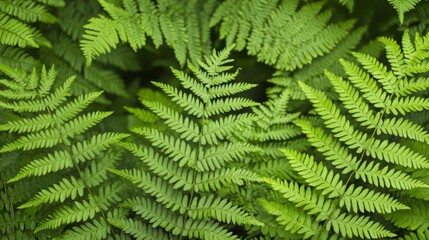 Closeup, vibrant green fern leaf reveals intricate details and delicate texture in nature's embrace