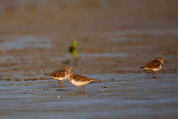 Kentish Plover Birds Searching for Food on a Sandy Sea Beach