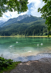 View of swan, lake and mountains in Austria