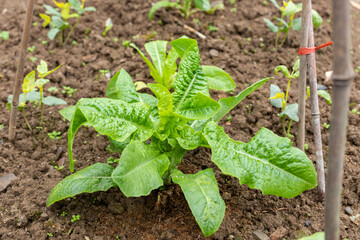 Lettuce vegetables and cowpea seedlings in the vegetable field