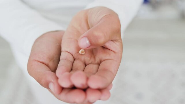 Small child hands holding baby tooth. Caucasian child, wearing white clothes, shows excitement about losing first teeth. Image embodies childhood milestones and growth.