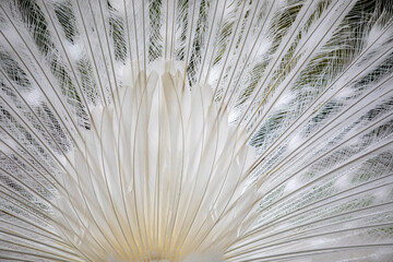 A majestic albino peacock with pure white feathers, showcasing its elegant plumage. A rare and...