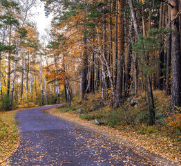 Obraz premium A road for walking in the autumn forest.