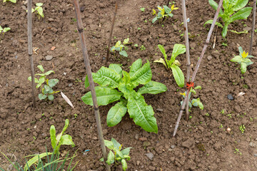 Lettuce vegetables and cowpea seedlings in the vegetable field