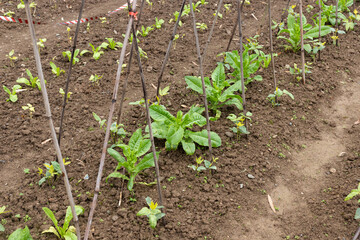 Lettuce vegetables and cowpea seedlings in the vegetable field